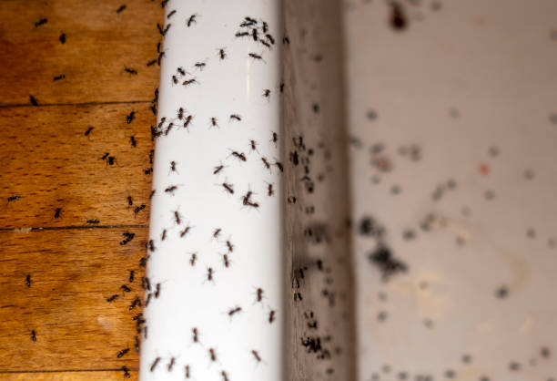 Best Pest Prevention Services  in Madison Center, CT